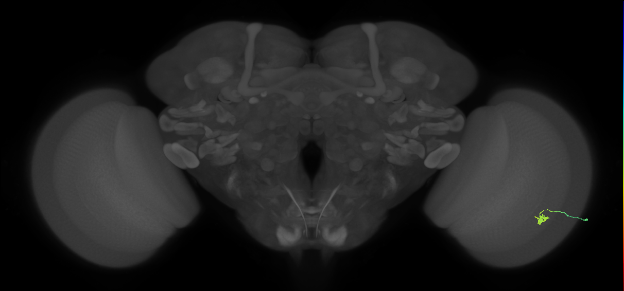 Cm2_R (MaleCNS:538027)