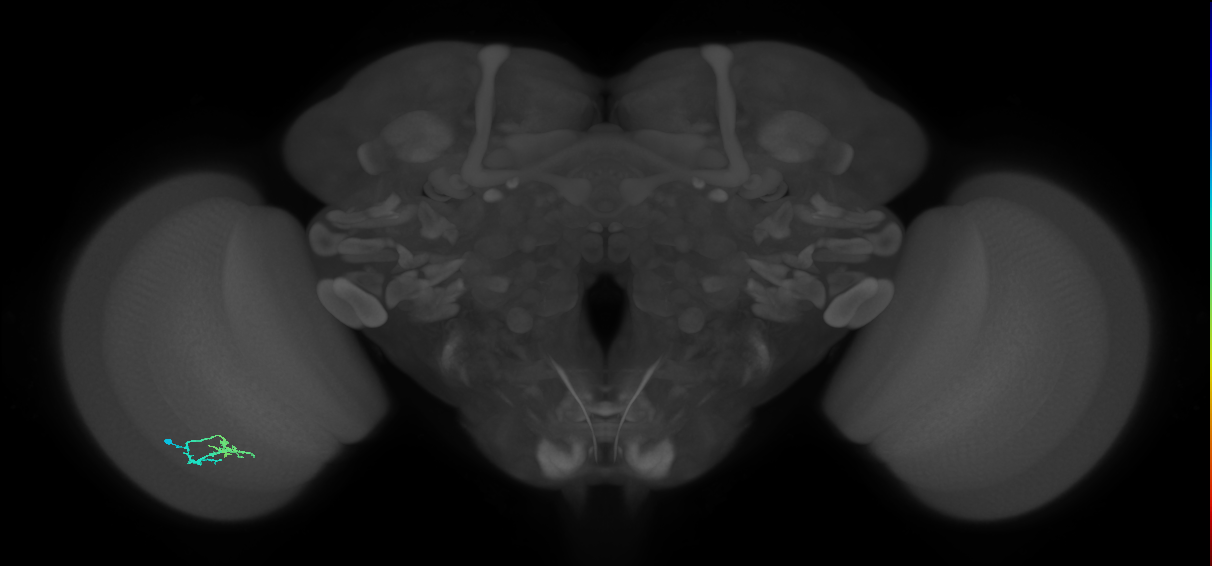 Cm2_L (MaleCNS:163051)