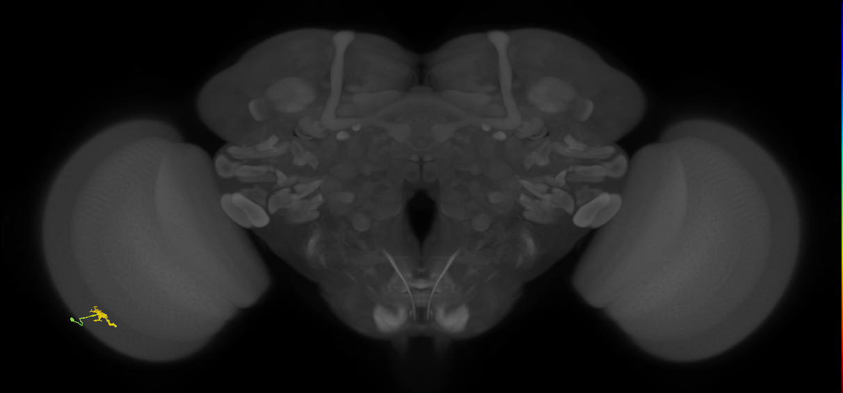 Cm2_L (MaleCNS:147203)