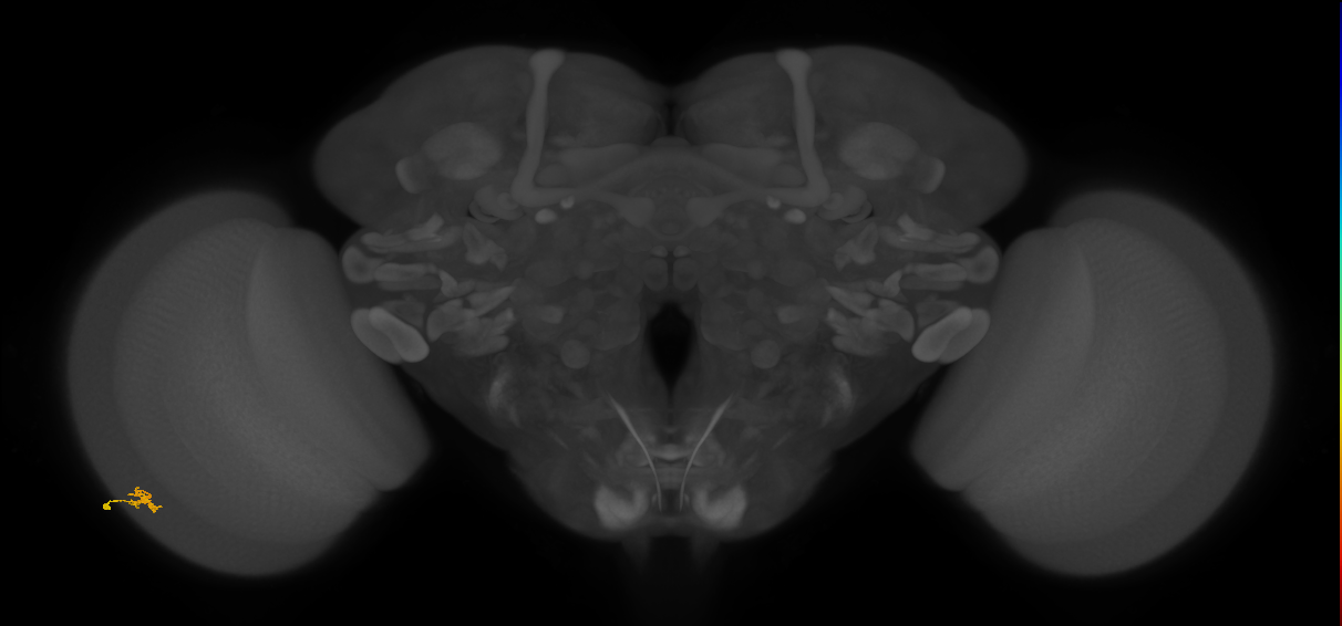 Cm2_L (MaleCNS:195298)
