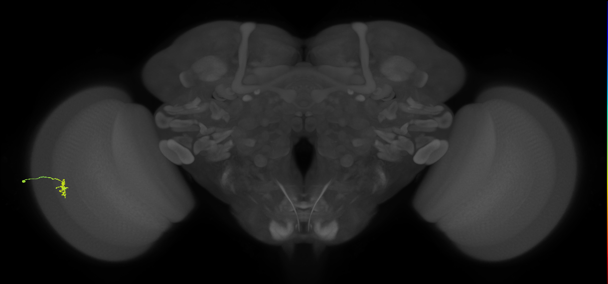 Cm2_L (MaleCNS:131464)