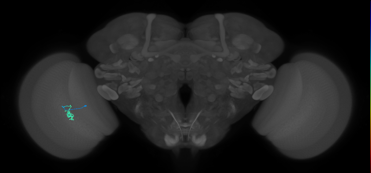 Cm2_L (MaleCNS:194965)