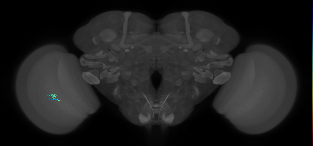 Cm2_L (MaleCNS:157897)