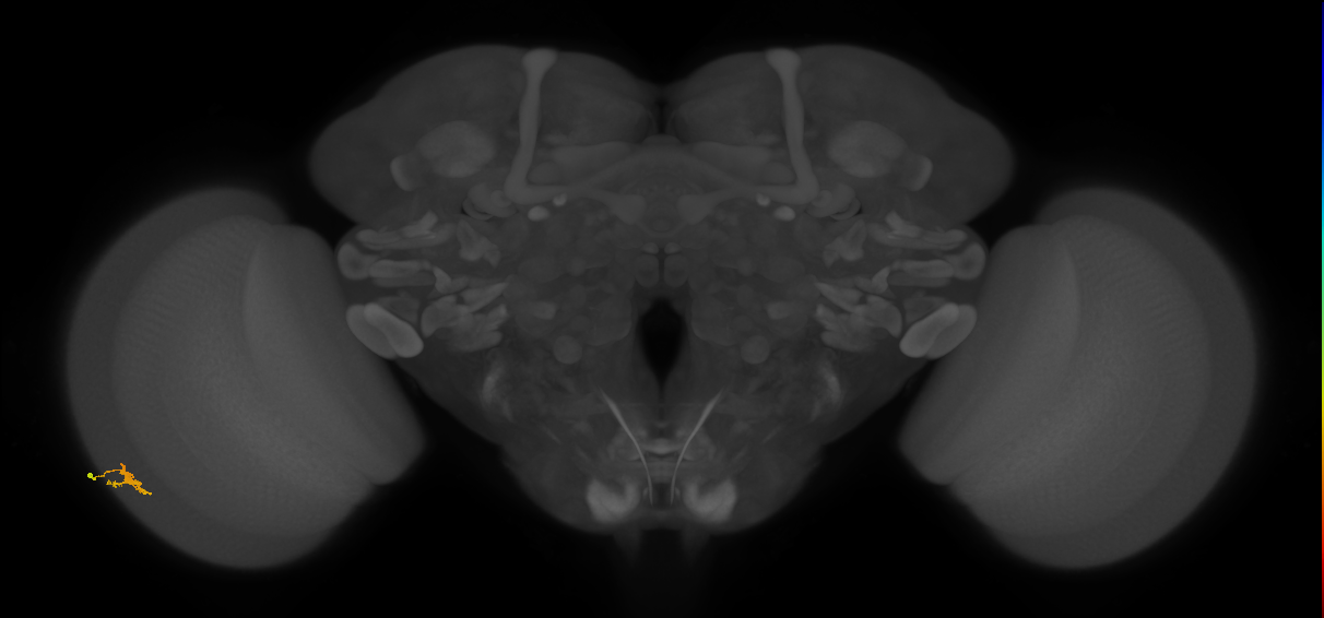 Cm2_L (MaleCNS:199041)