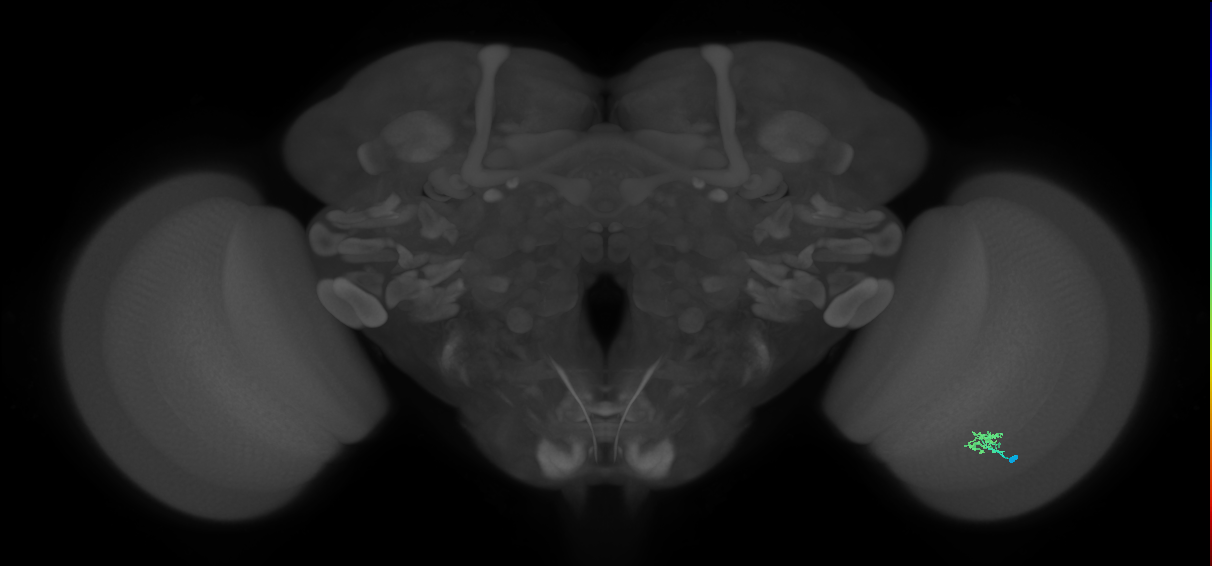 Cm2_R (MaleCNS:138794)