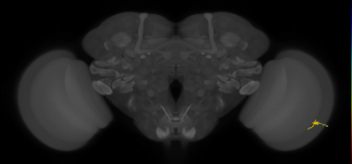 Cm2_R (MaleCNS:147872)
