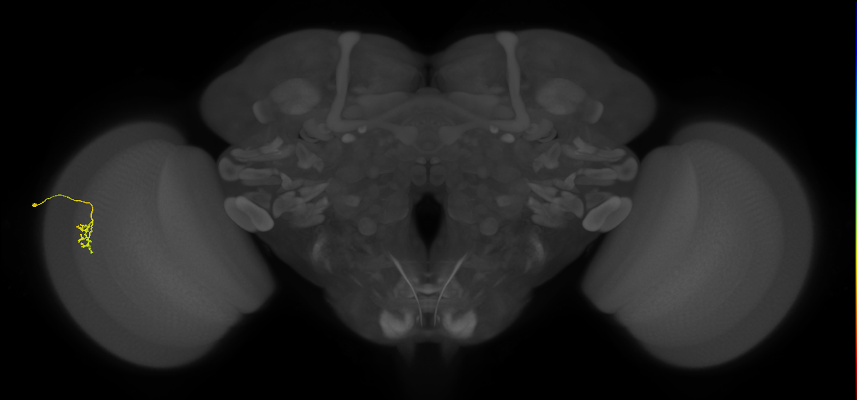 Cm2_L (MaleCNS:172988)