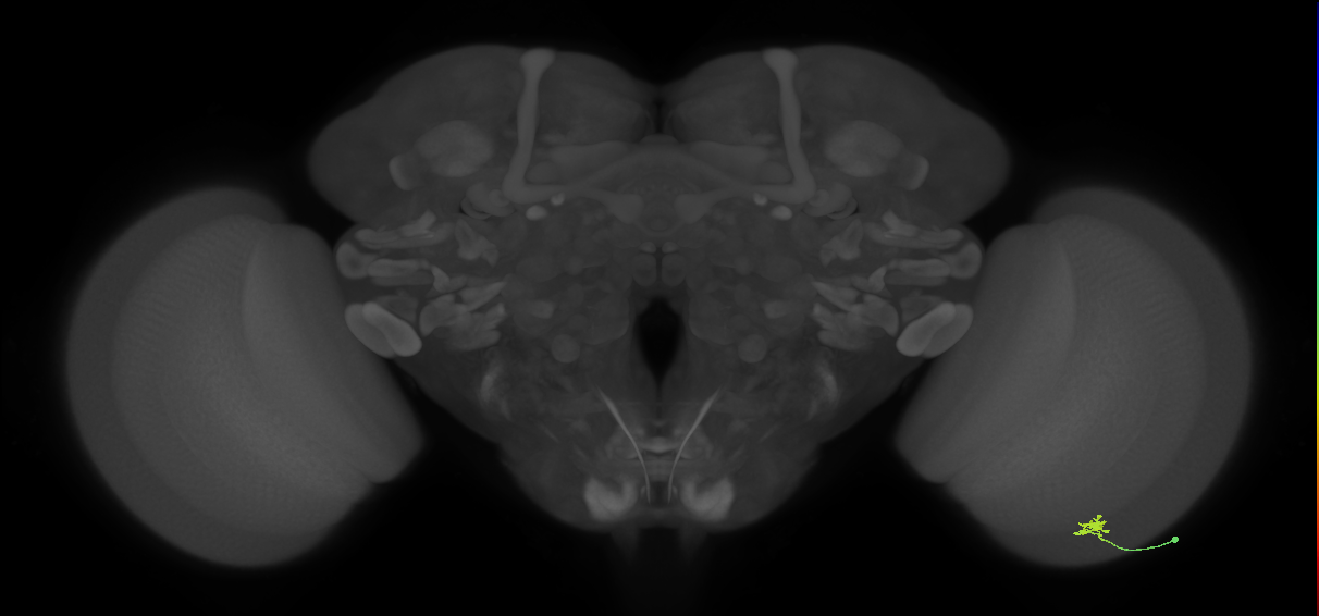 Cm2_R (MaleCNS:154376)