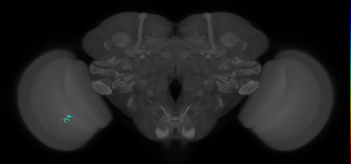 Cm2_L (MaleCNS:200764)
