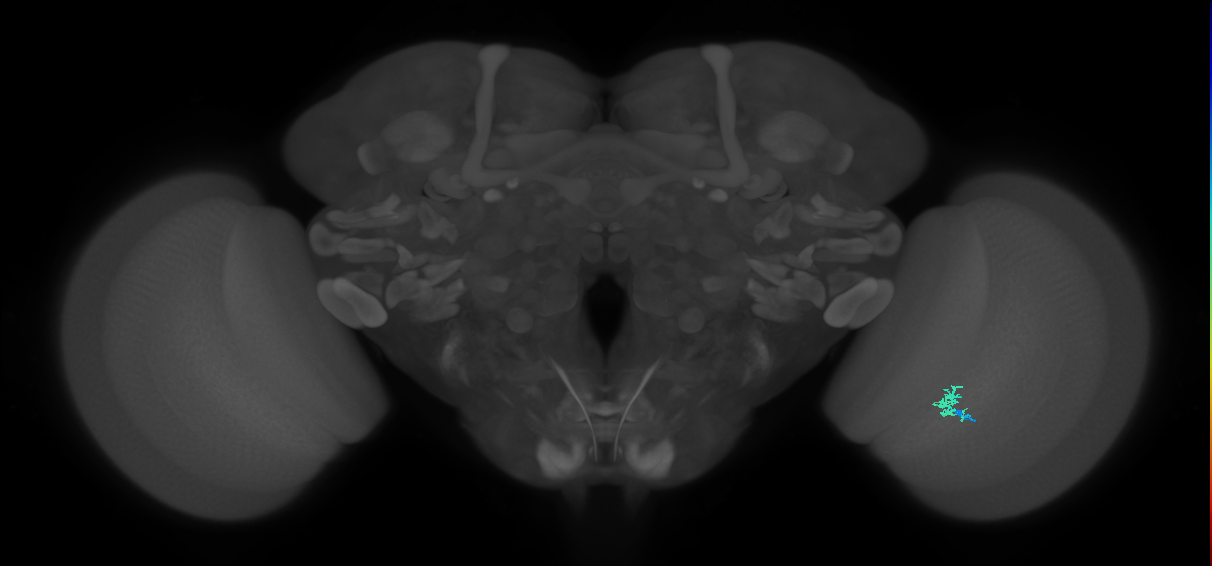 Cm2_R (MaleCNS:153200)