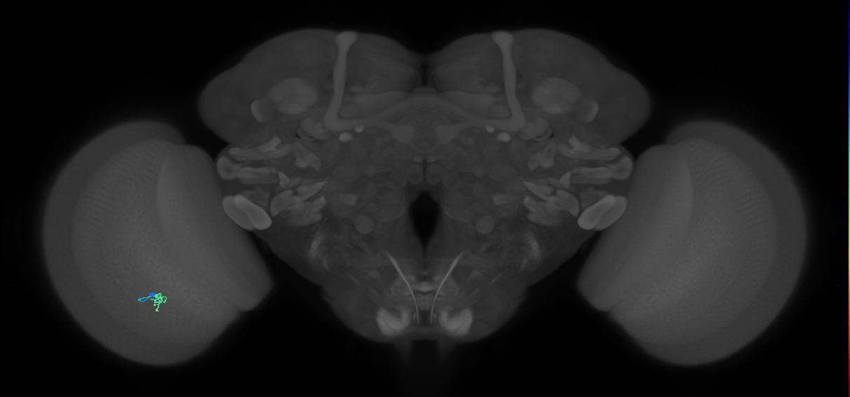 Cm2_L (MaleCNS:192385)