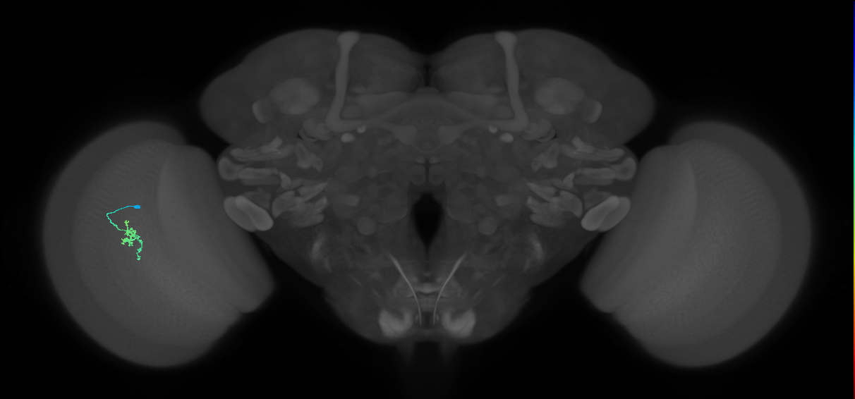 Cm2_L (MaleCNS:183490)