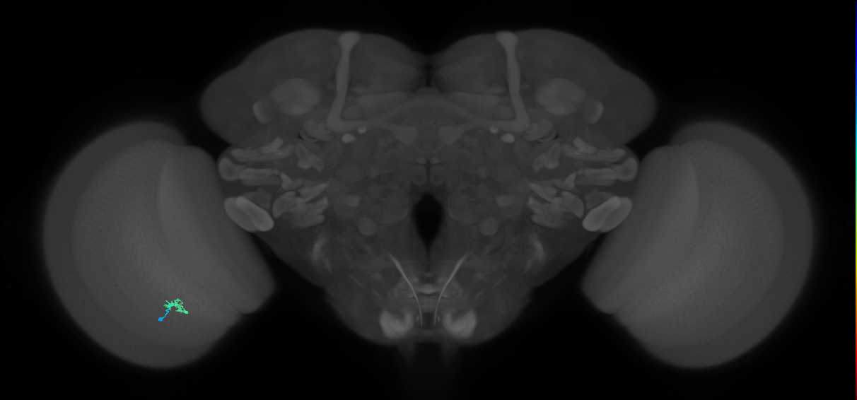 Cm2_L (MaleCNS:207037)