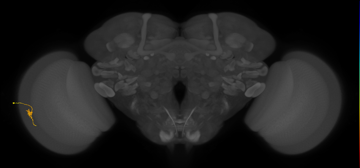 Cm2_L (MaleCNS:184361)