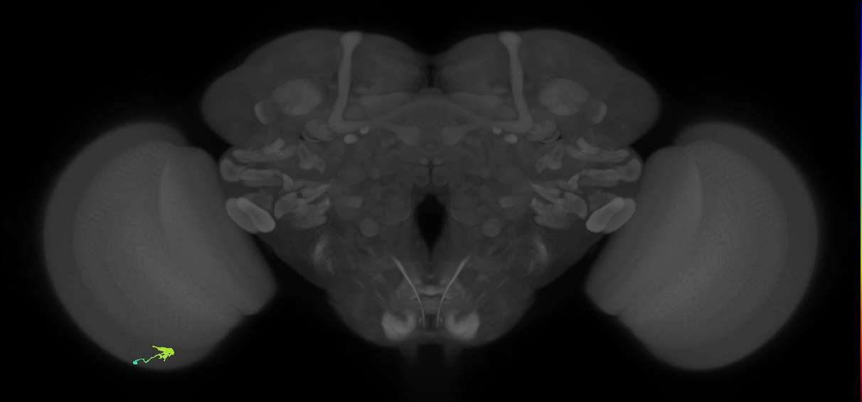 Cm2_L (MaleCNS:164060)