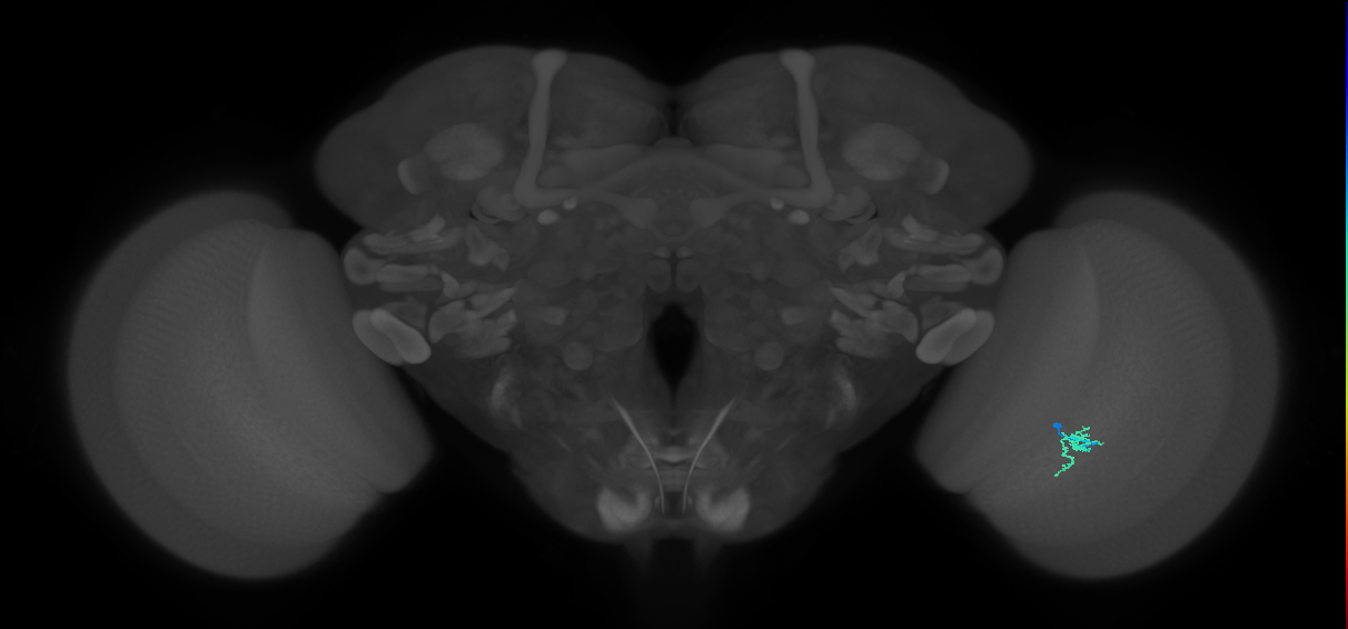 Cm2_R (MaleCNS:142946)