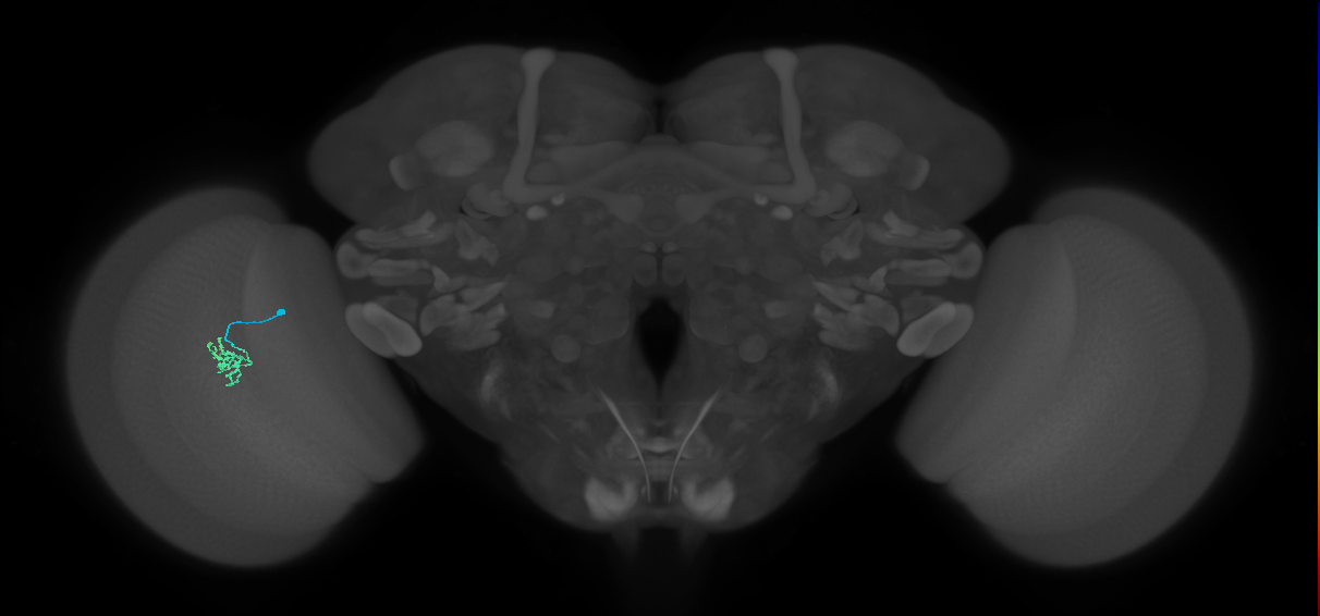 Cm2_L (MaleCNS:539072)