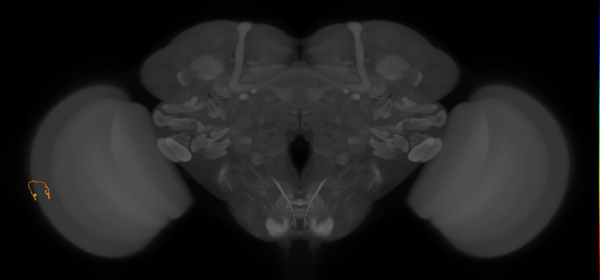 Cm2_L (MaleCNS:284230)