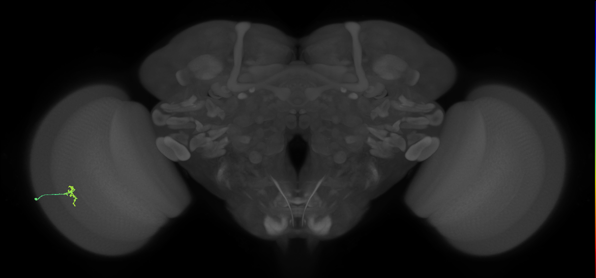 Cm2_L (MaleCNS:207341)