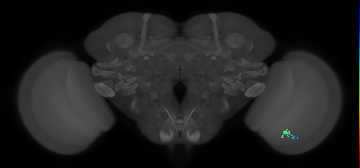 Cm2_R (MaleCNS:129692)