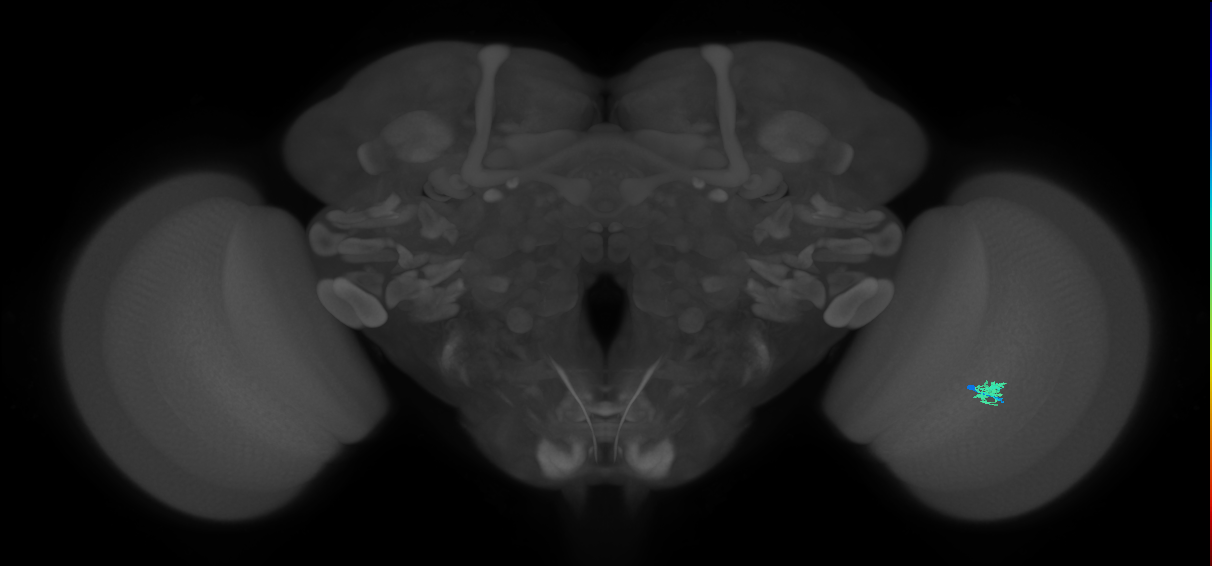 Cm2_R (MaleCNS:148481)