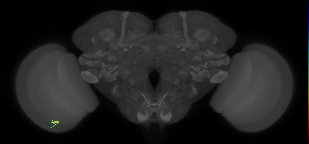 Cm2_L (MaleCNS:556271)