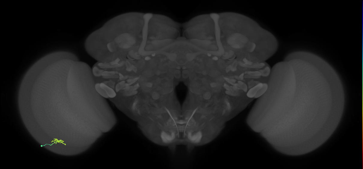 Cm2_L (MaleCNS:201093)