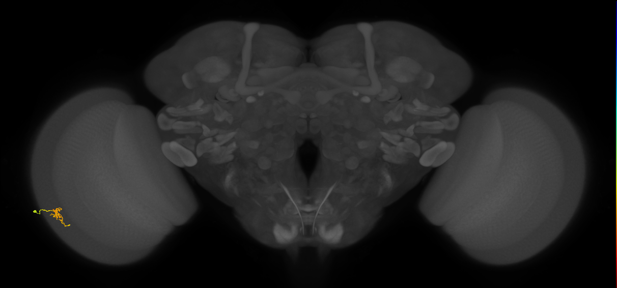 Cm2_L (MaleCNS:200822)
