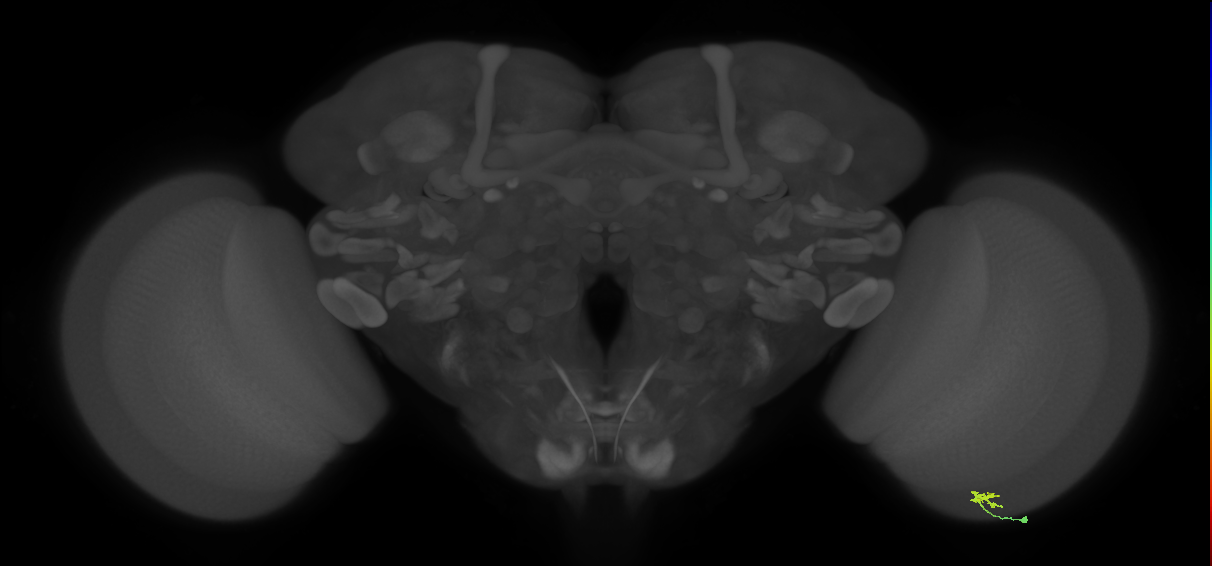 Cm2_R (MaleCNS:154618)