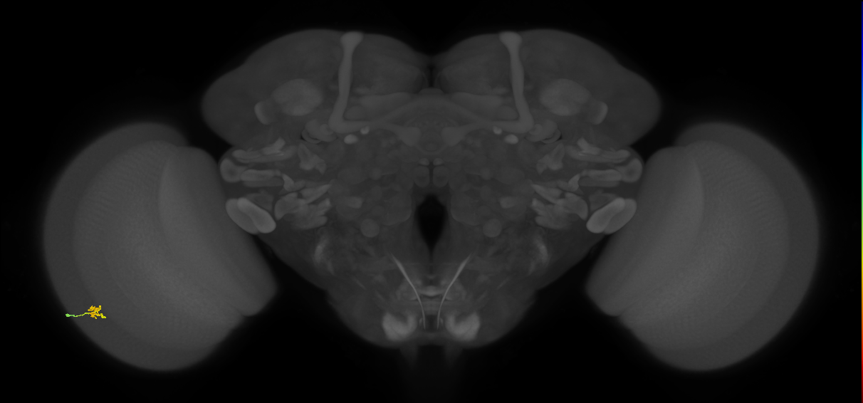 Cm2_L (MaleCNS:212596)