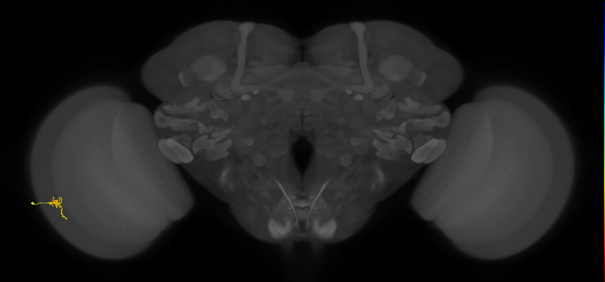 Cm2_L (MaleCNS:533184)