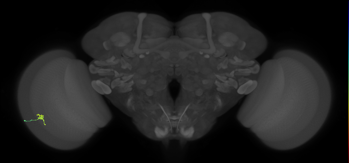 Cm2_L (MaleCNS:202604)