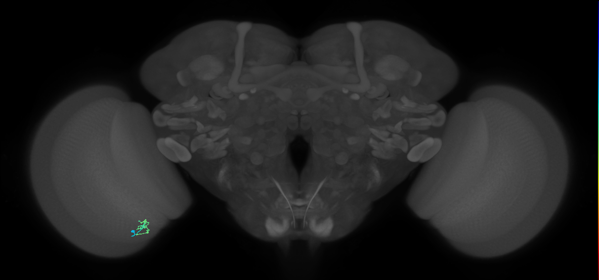 Cm2_L (MaleCNS:204227)