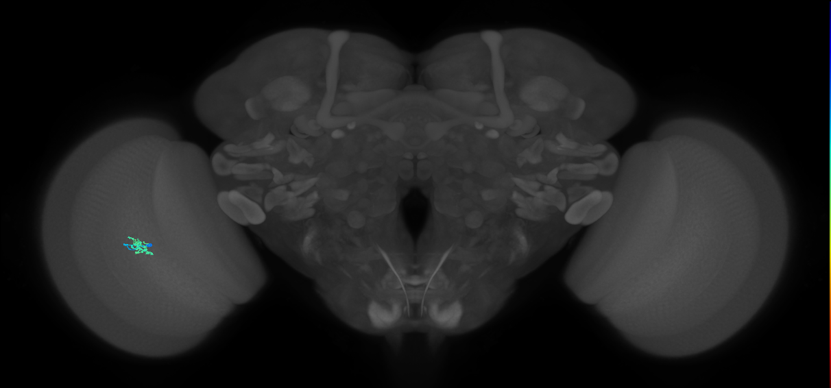 Cm2_L (MaleCNS:163573)