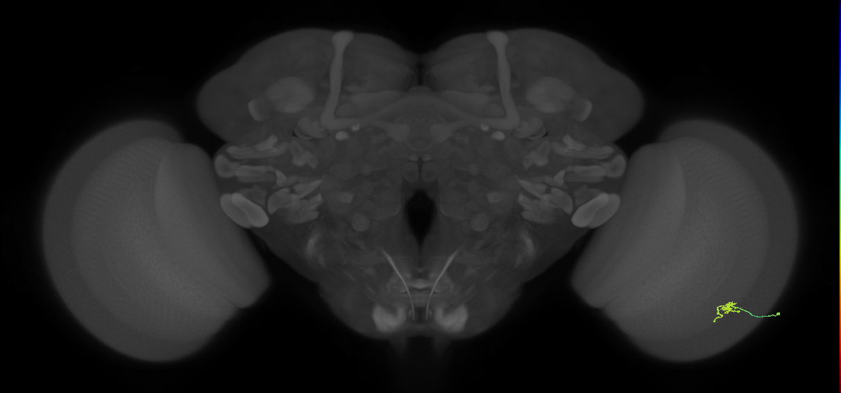 Cm2_R (MaleCNS:141549)