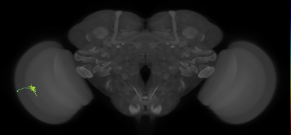 Cm2_L (MaleCNS:170702)