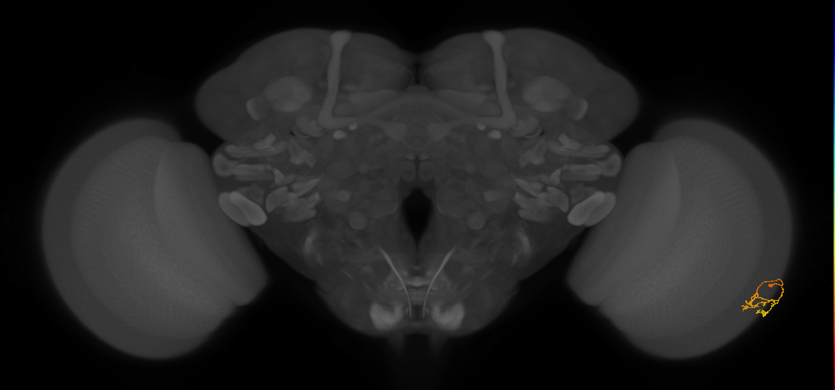Cm2_R (MaleCNS:115867)