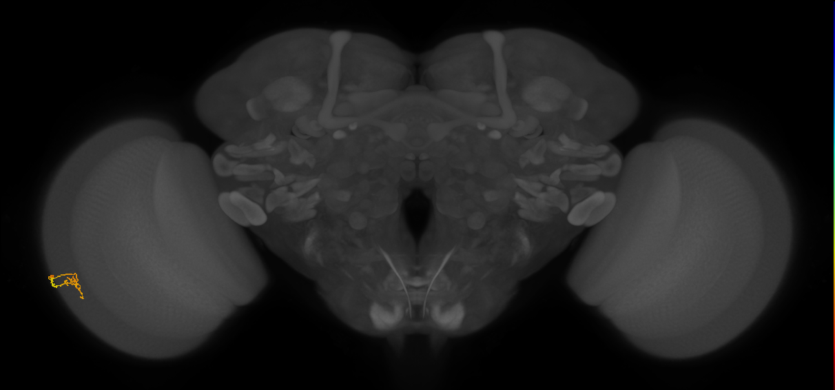 Cm2_L (MaleCNS:162716)