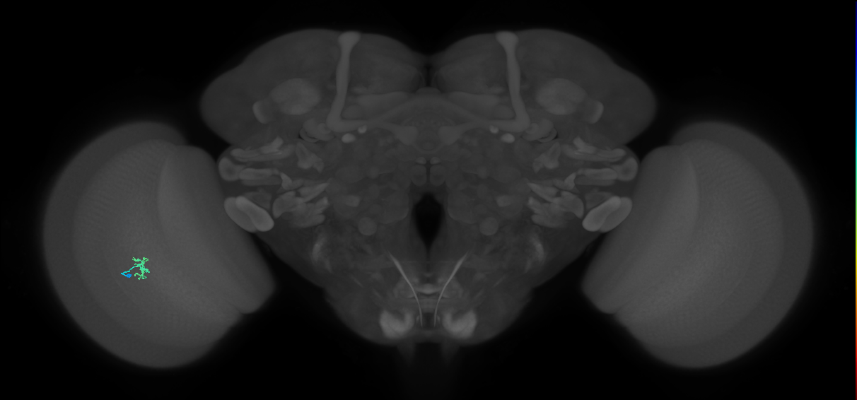 Cm2_L (MaleCNS:552439)