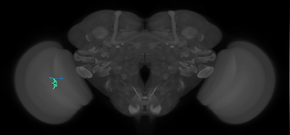 Cm2_L (MaleCNS:161906)