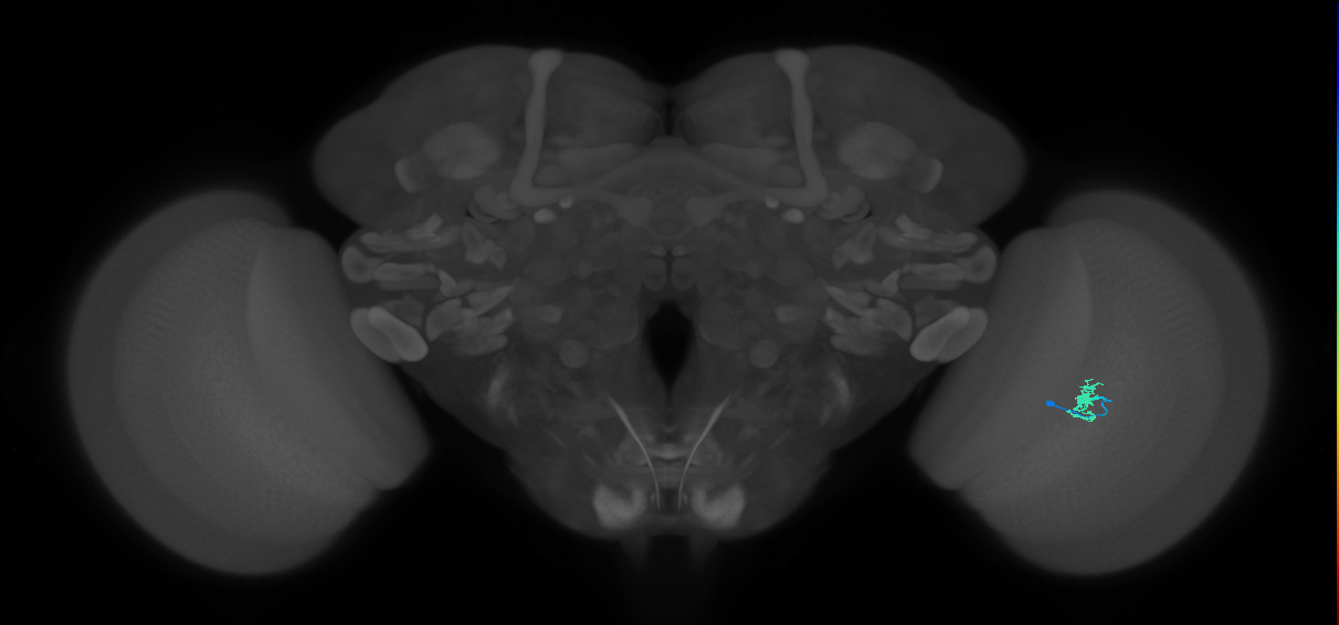 Cm2_R (MaleCNS:141751)