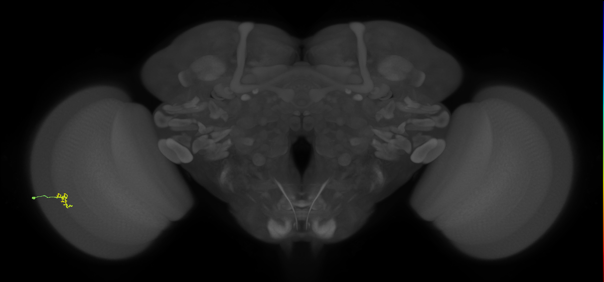 Cm2_L (MaleCNS:189233)