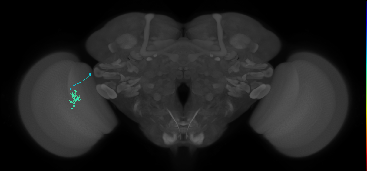 Cm2_L (MaleCNS:183305)
