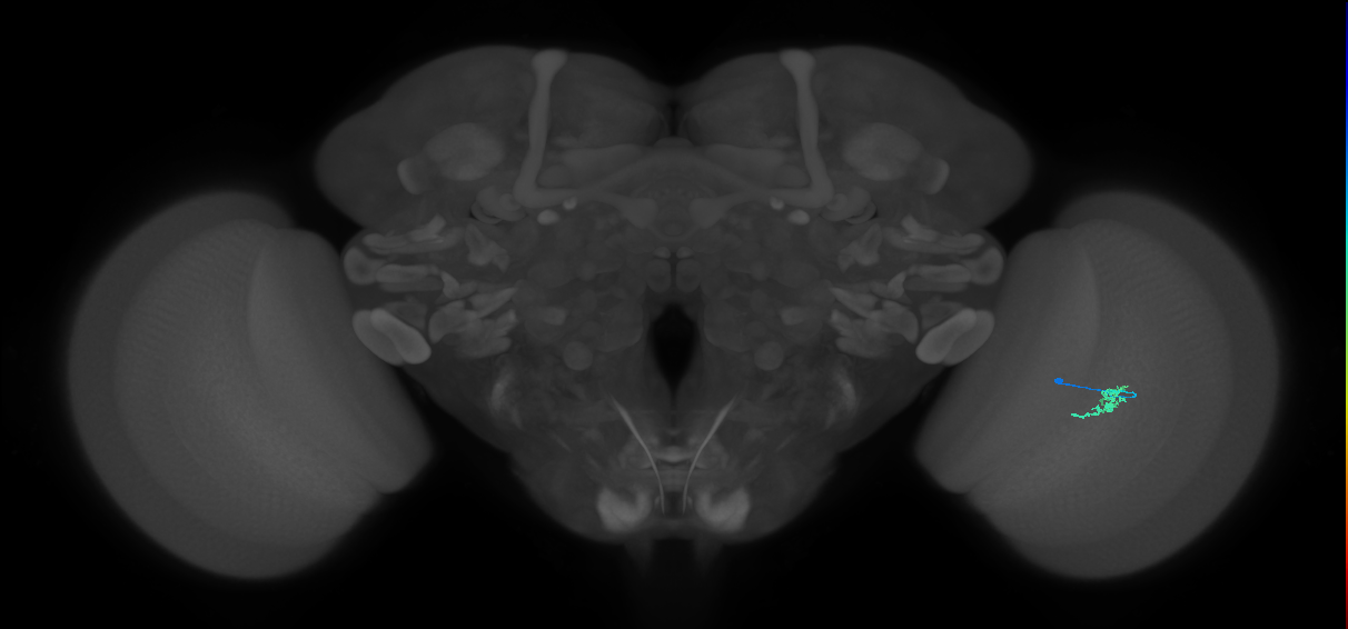 Cm2_R (MaleCNS:143125)