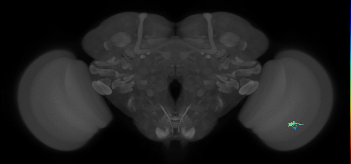 Cm2_R (MaleCNS:148075)
