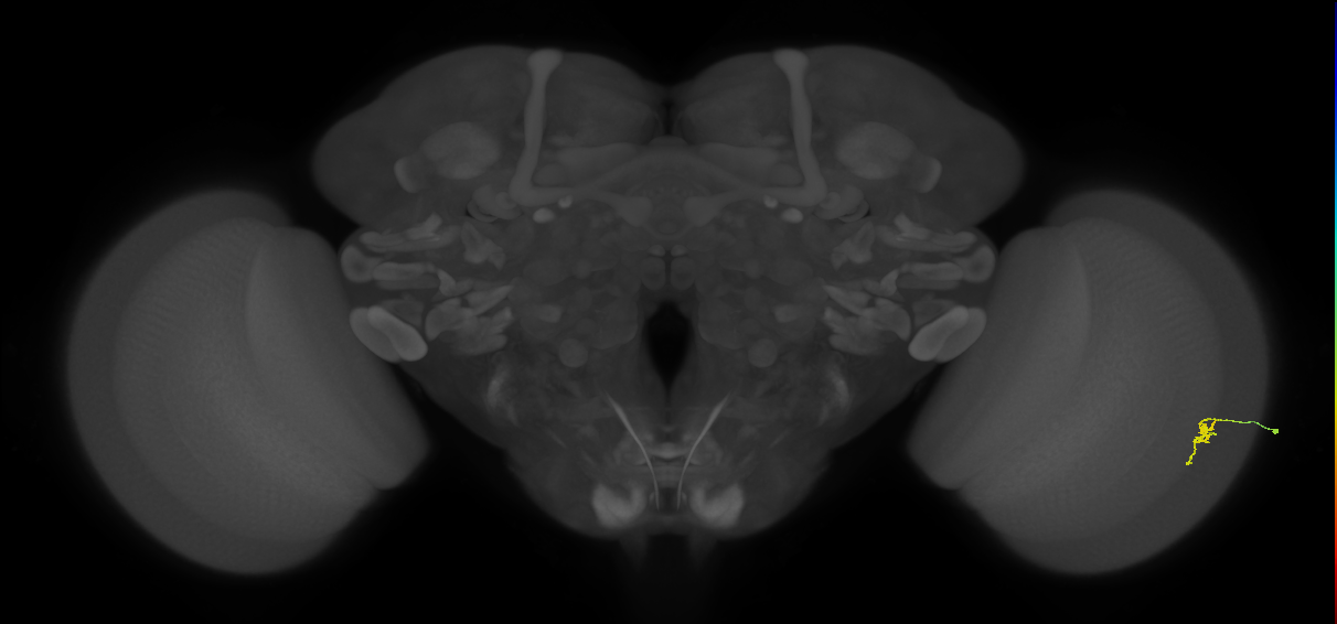 Cm2_R (MaleCNS:199384)