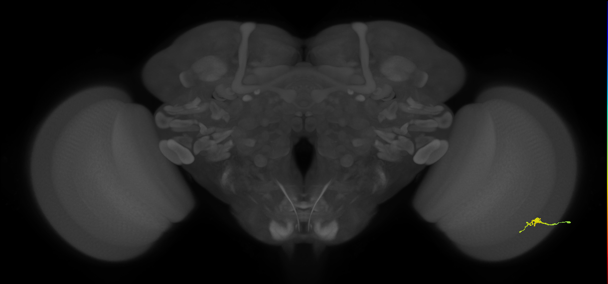 Cm2_R (MaleCNS:139158)