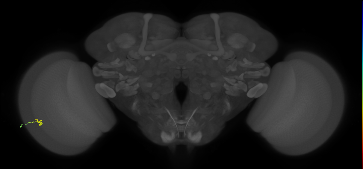 Cm2_L (MaleCNS:195448)