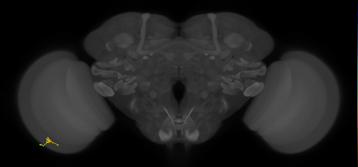 Cm2_L (MaleCNS:161570)
