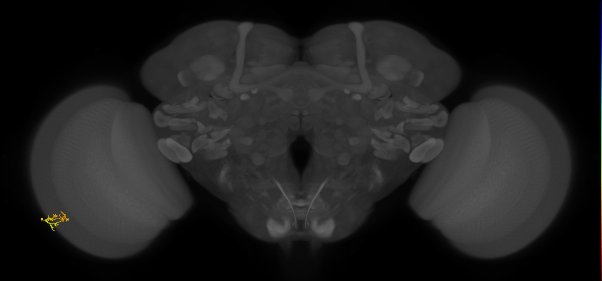 Cm2_L (MaleCNS:159339)